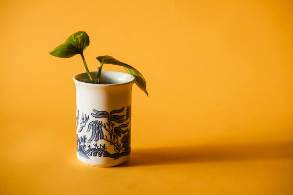 Stylish ceramic vase holding a fresh green plant against a bright yellow background.
