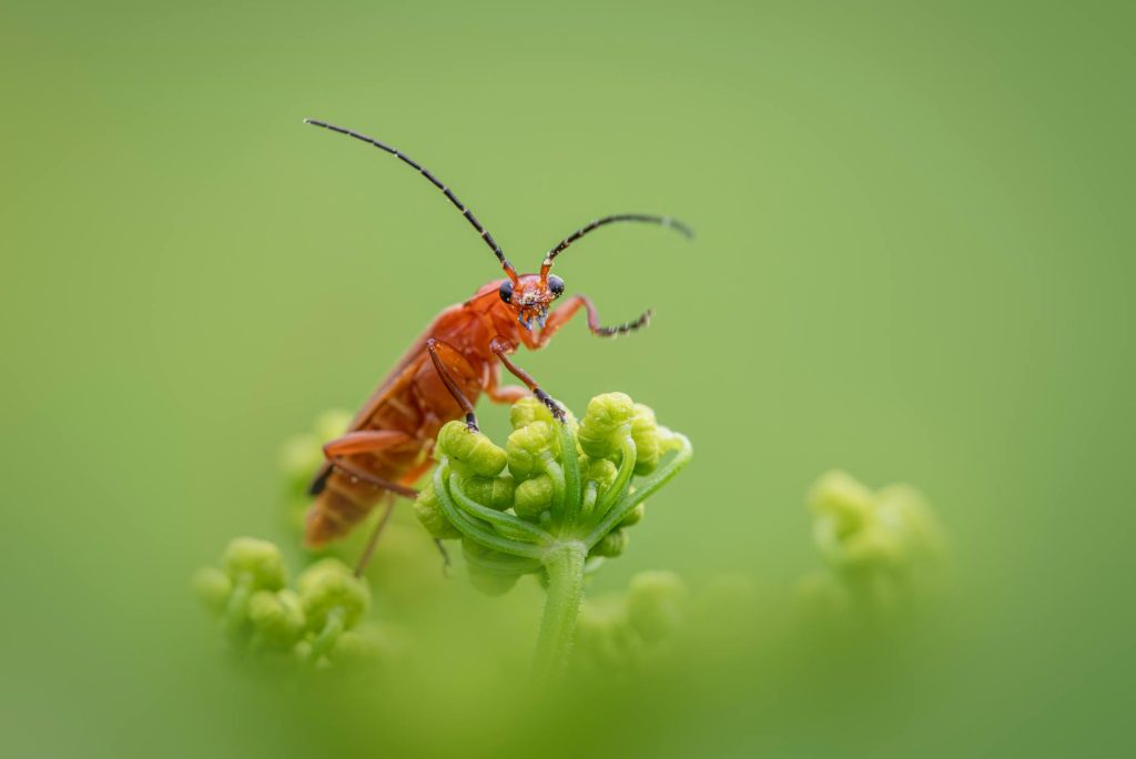 Free stock photo of beetle, bug, common red soldier beetle