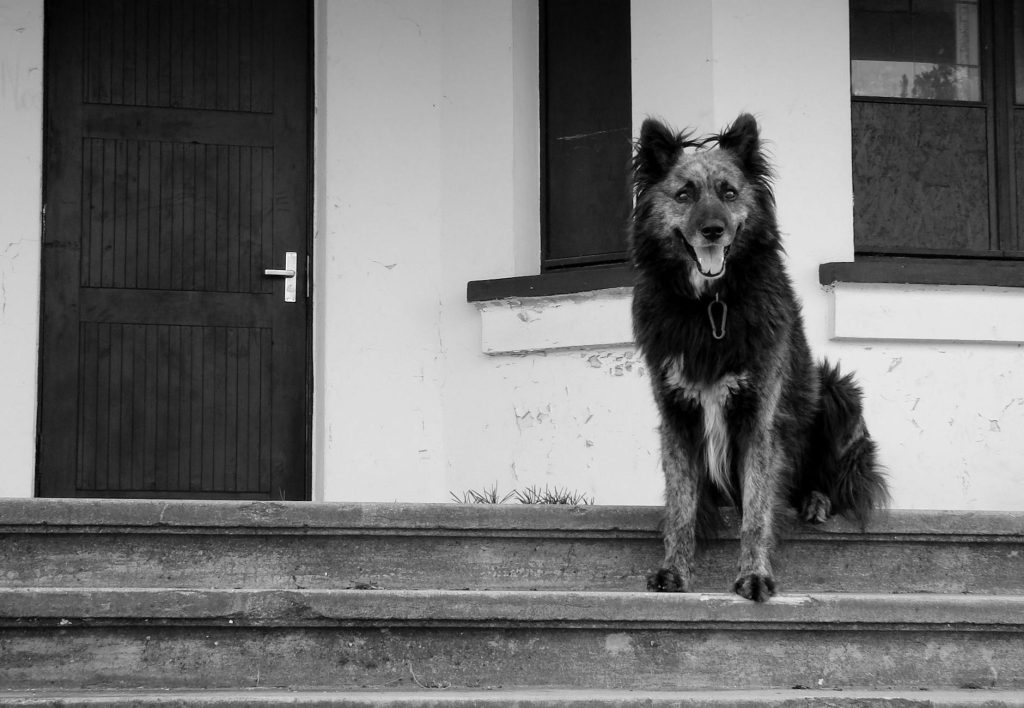 Black and white portrait of a dog sitting on steps outside a building.