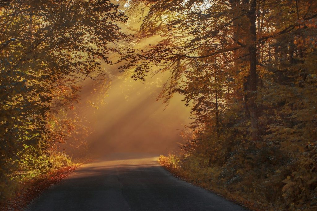 Sunlight filters through the autumn forest canopy in Văliug, Romania, creating a magical morning scene.