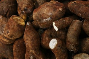 Fresh cassava roots with rough brown skin, ideal for agricultural themes.