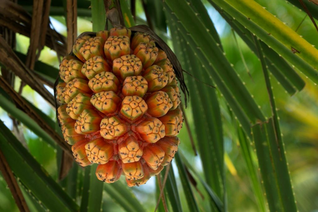 Detailed view of a ripe Pandanus tectorius fruit growing in a lush garden.