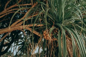 Close-up of vibrant Pandanus tree branches and fruit in natural daylight, Thailand.