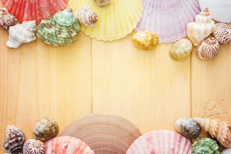 Vibrant seashell collection arranged on a wooden background, perfect for summer themes.