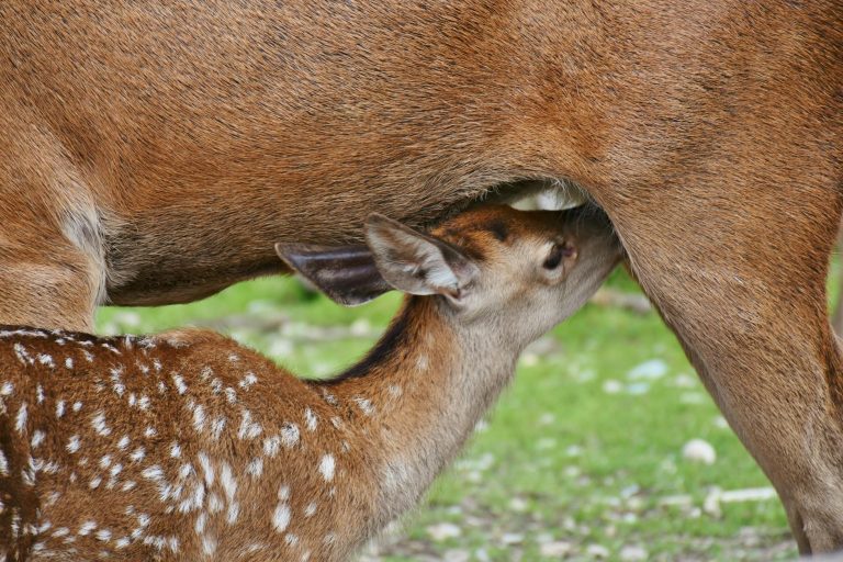A young deer or fawn nursing from its mother in a natural, outdoor setting.