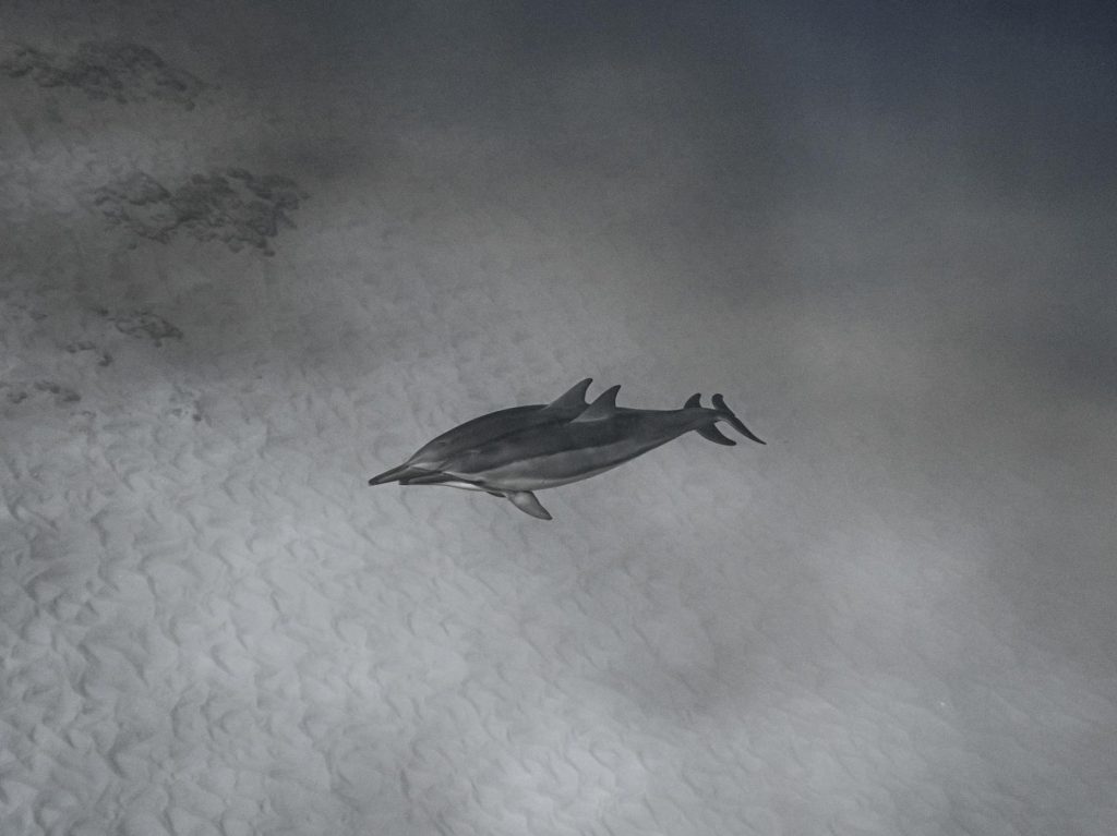 Couple of wild dolphins diving together undersea through crystal light water near sandy depth