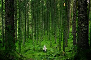 A solitary person walking in the lush, green forests of Inverness in the Scottish Highlands